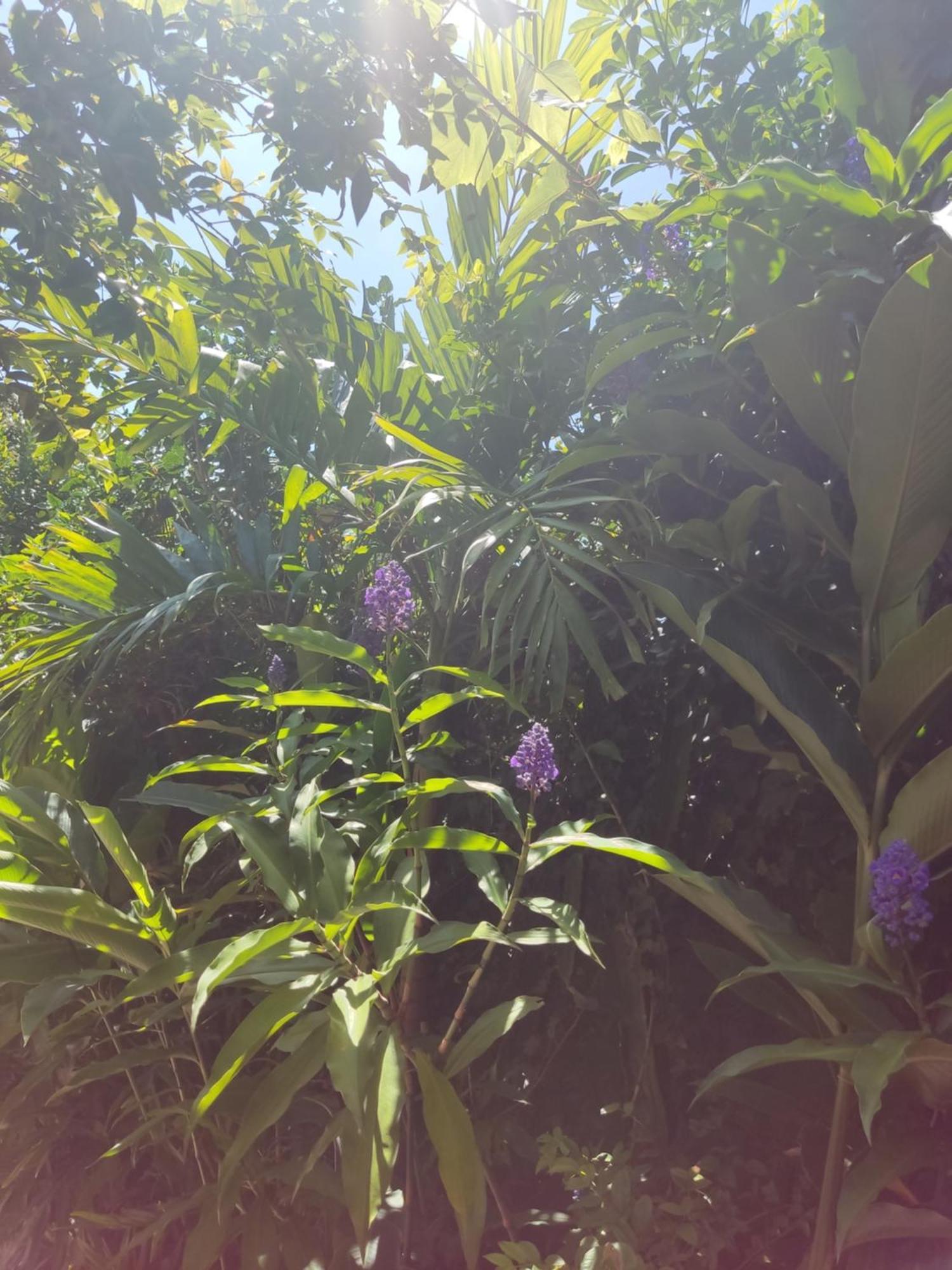 Recanto Toca das Plantas de Ilhabela I Habitación foto
